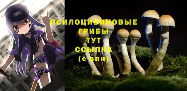 сатива Аркадак